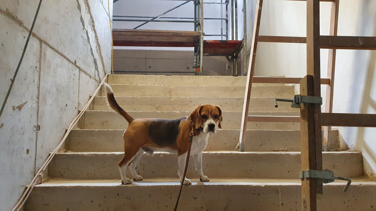 Baustellenrundgang von Vivaldi